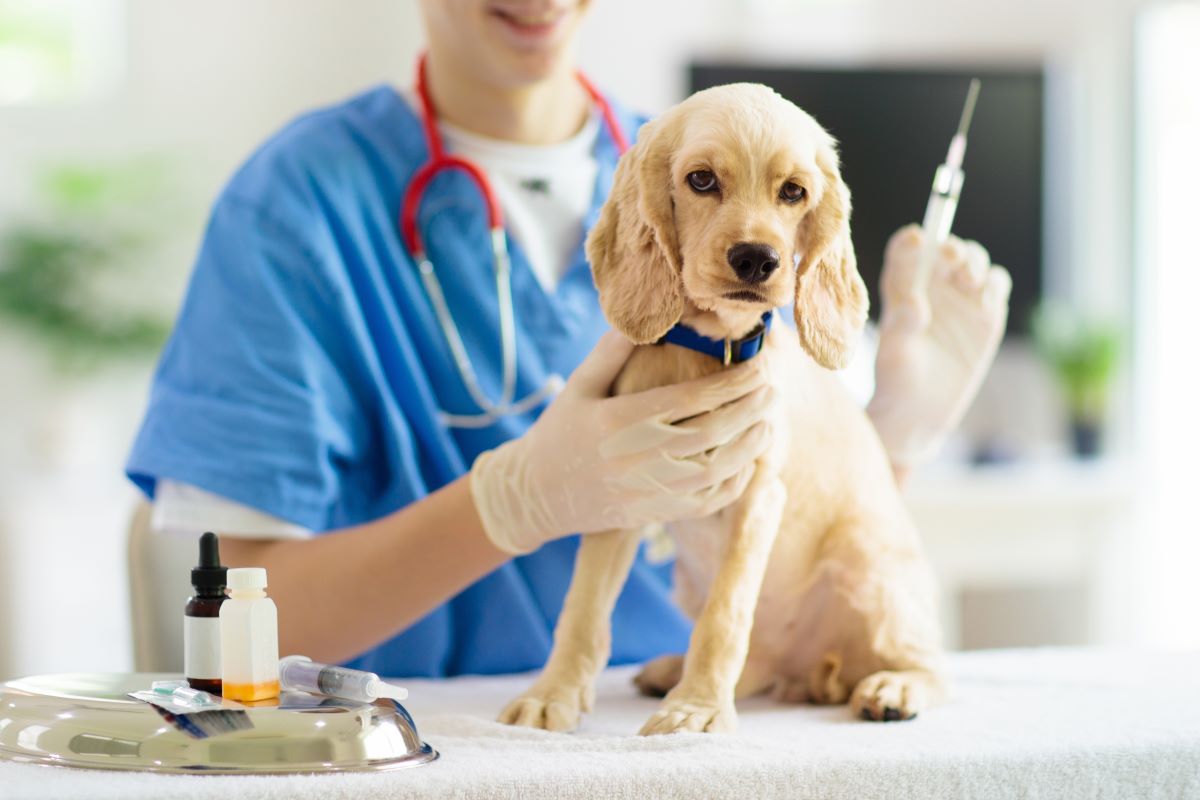 【獣医師監修】犬の予防接種の副作用（副反応）について解説