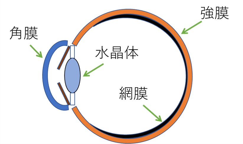 犬の白内障はどんな病気？