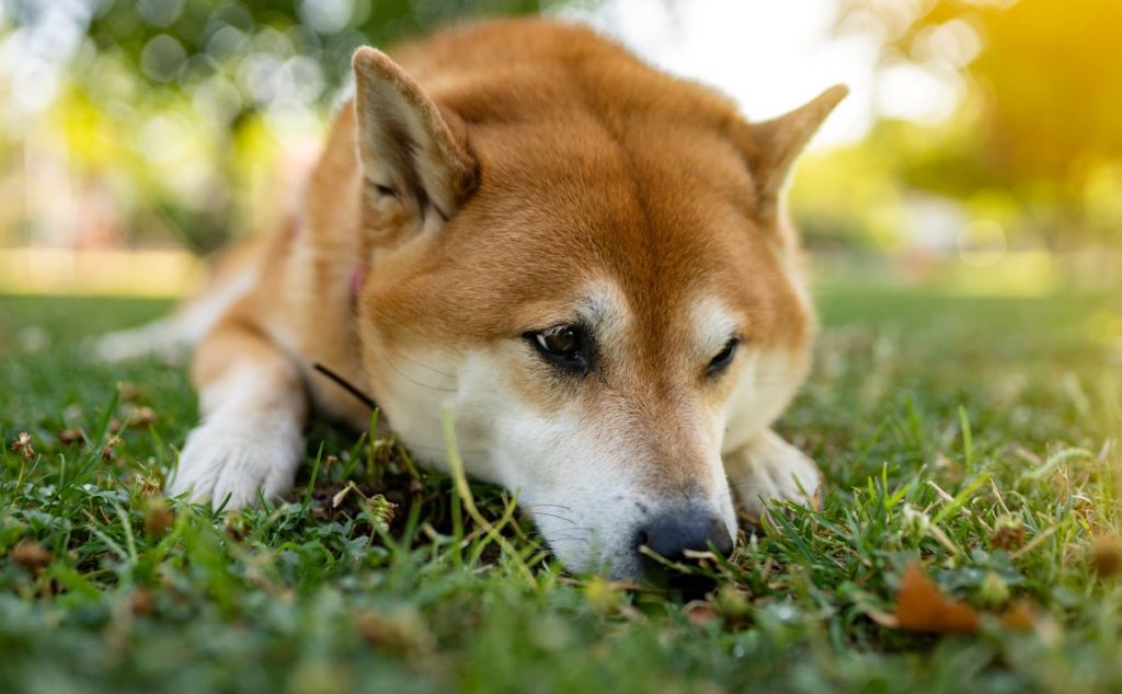 柴犬の下痢が心配！原因と対処法や病院にかかる目安を解説