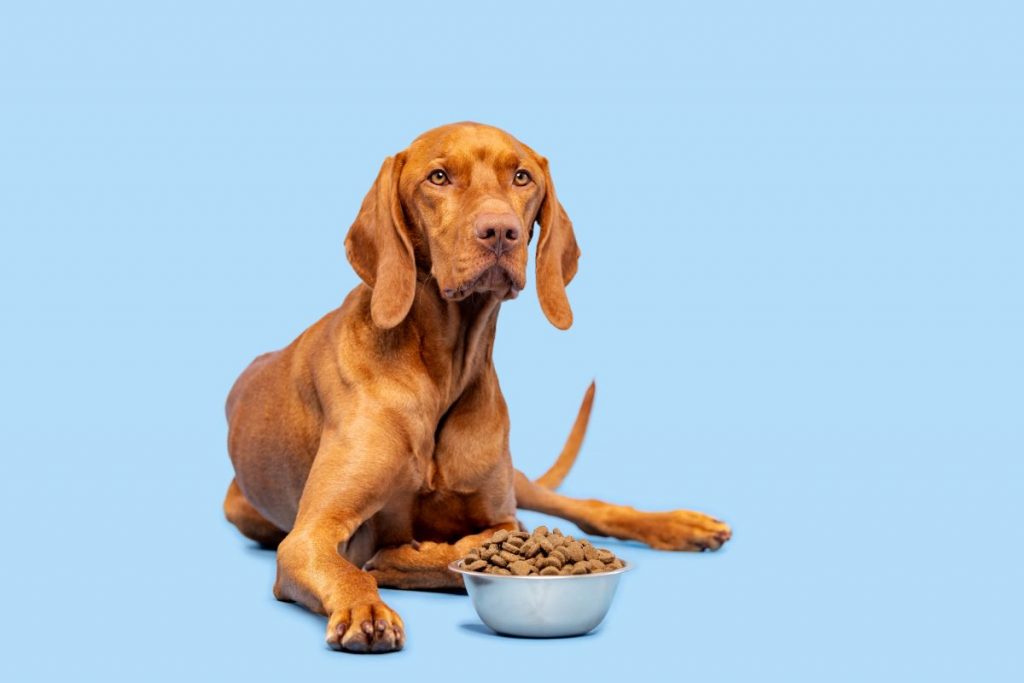 【獣医師監修】犬猫の食欲不振はなぜ？ご飯を食べないときに考えること