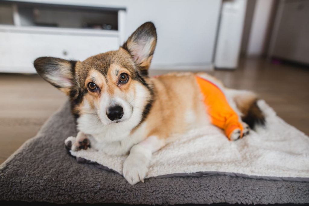 【獣医師監修】犬に多いパテラ（膝蓋骨脱臼）の予防法は？症状や治療法も解説