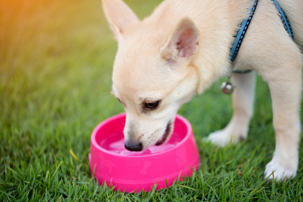 犬や猫の適切な飲水量とは