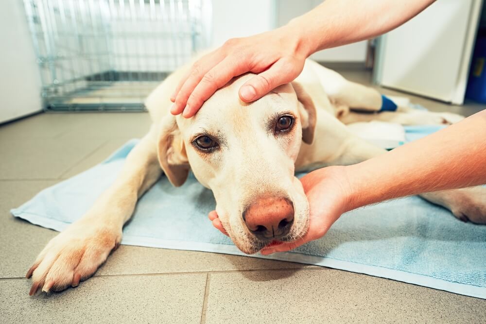 犬のガンの原因、なりやすい犬種