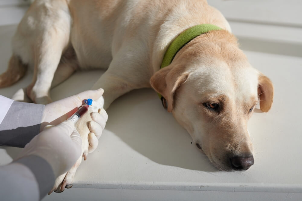 犬に元気がない理由を探るために、さまざまな検査が必要になることも