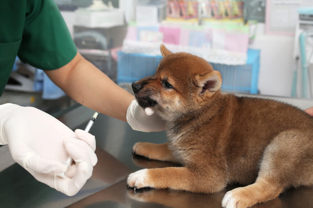 我慢強い柴犬は健康観察が大切。子犬や老犬は特に注意