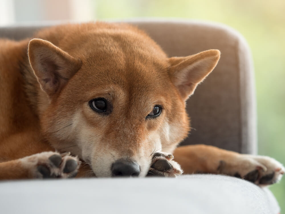 柴犬の危険な下痢の症状とは？受診するか判断するポイント