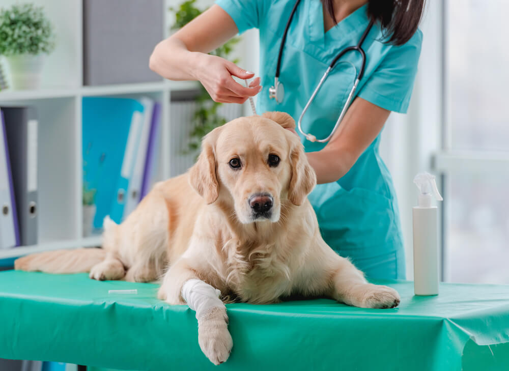 犬の風邪の予防法