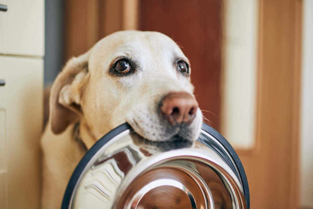 そもそも犬の絶食はあまり推奨されない