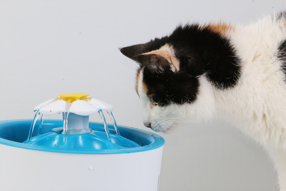 犬や猫に水を飲んでもらうための工夫