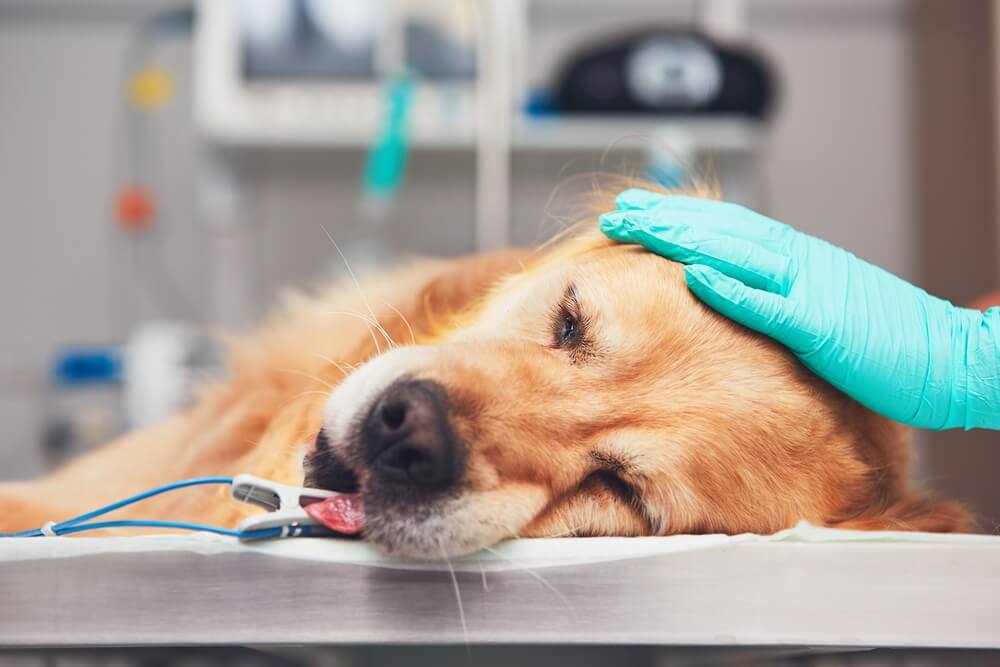 犬のガンの治療方法