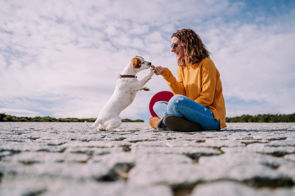 犬の下痢を食事で様子を見ることはやめよう