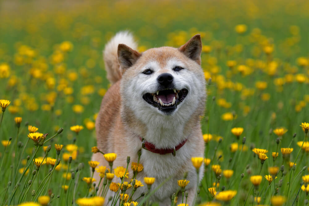 柴犬の治療費が心配なら、ペット保険に入っておくと安心