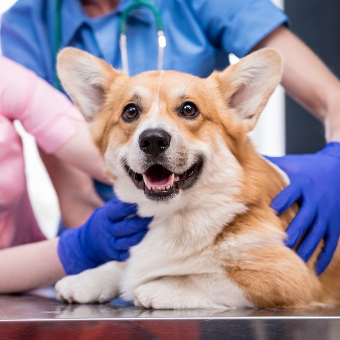 ペット保険とは？動物病院を受診する前に知っておきたい使い方や選び方