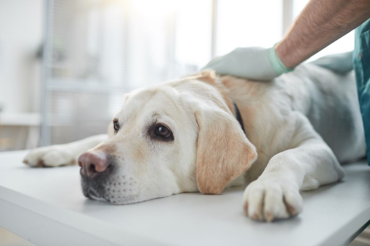 犬の去勢手術は必要？費用や健康へのメリットを解説！