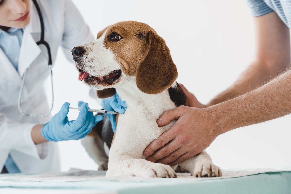 犬の予防接種、値段はいくら？ワクチンの種類と費用目安を解説