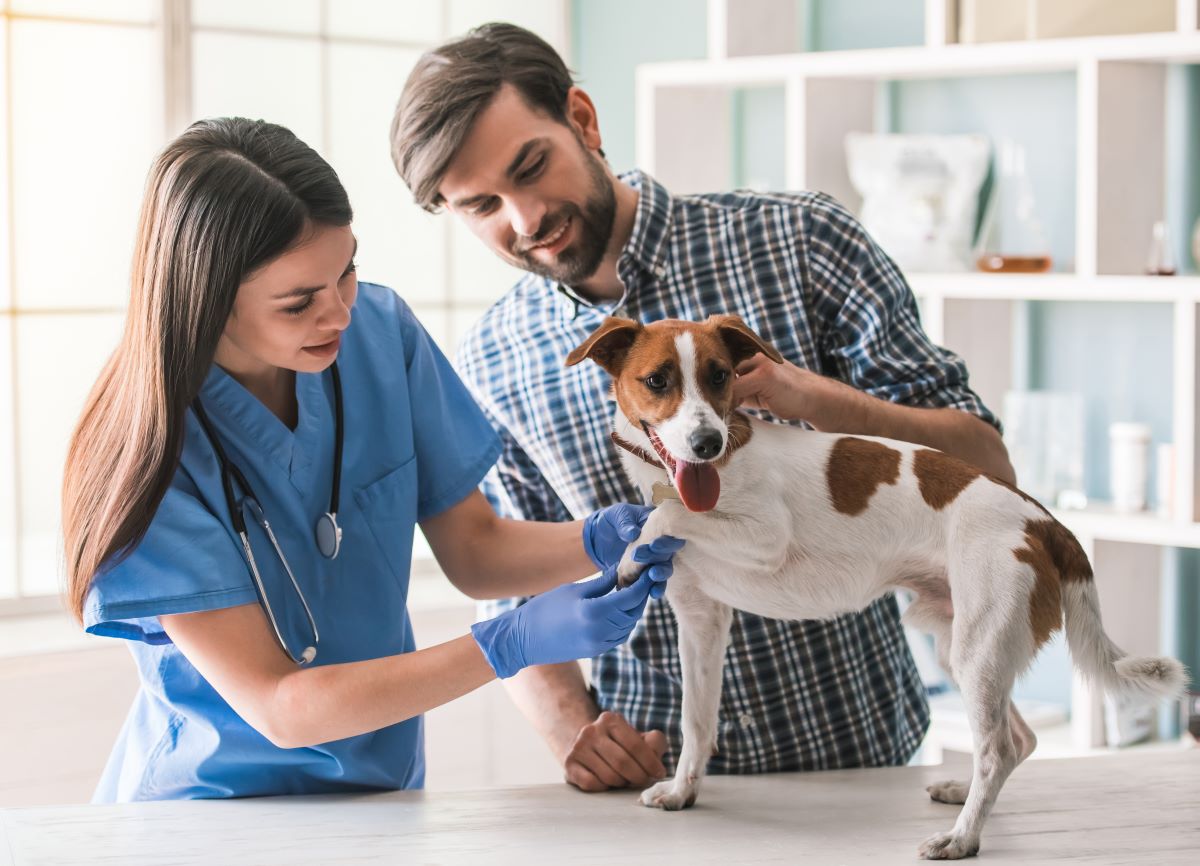 犬の医療費、目安はどのくらい？ペット保険加入で飼い主さんの負担はどれだけ変わる？