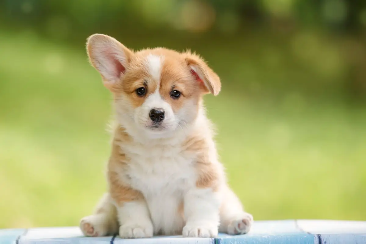 獣医師監修】新しく犬を迎えた初日はどう過ごす？迎えるために準備する 