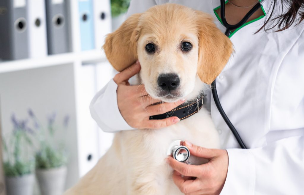 ペット保険は健康診断でも補償される？具体的な費用やタイミングも紹介