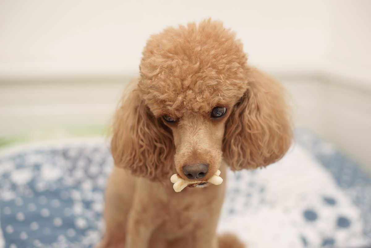 【獣医師監修】トイ・プードルがご飯を食べないのは風邪？知っておきたい愛犬の食欲不振・体調不良のサイン