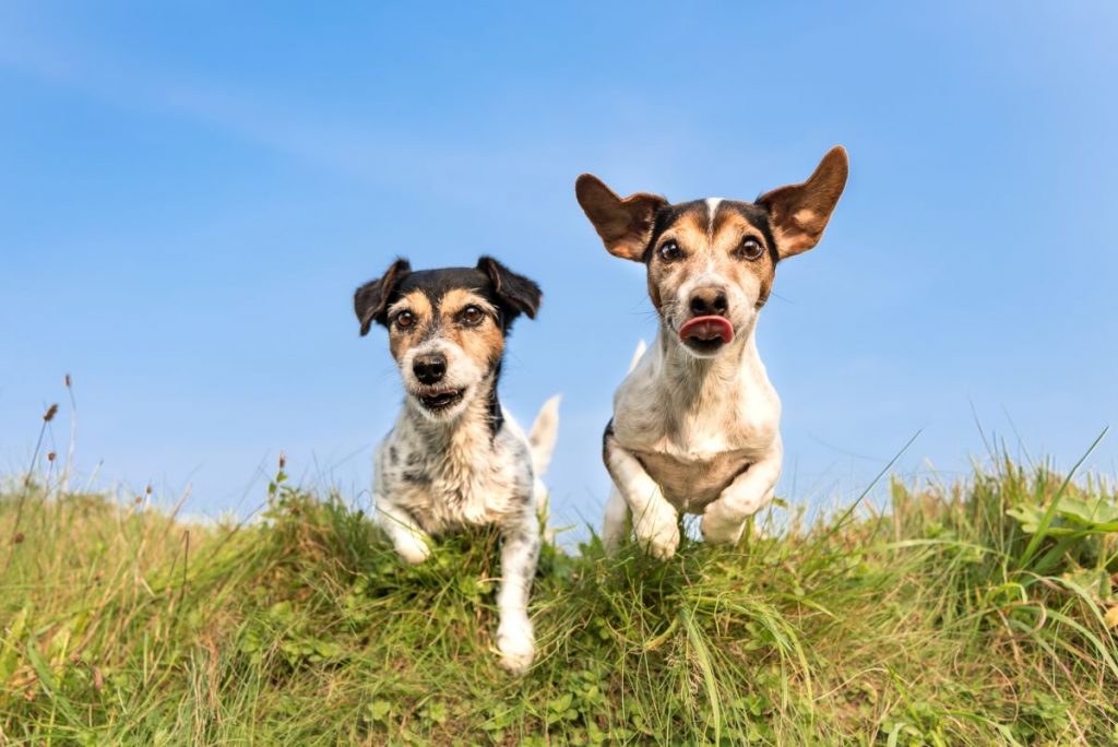 【獣医師監修】犬の多頭飼いってどうなの？メリット・デメリットを解説