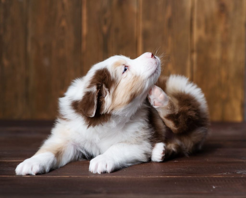 【獣医師監修】マダニは愛犬にも人にも危険！予防法を解説