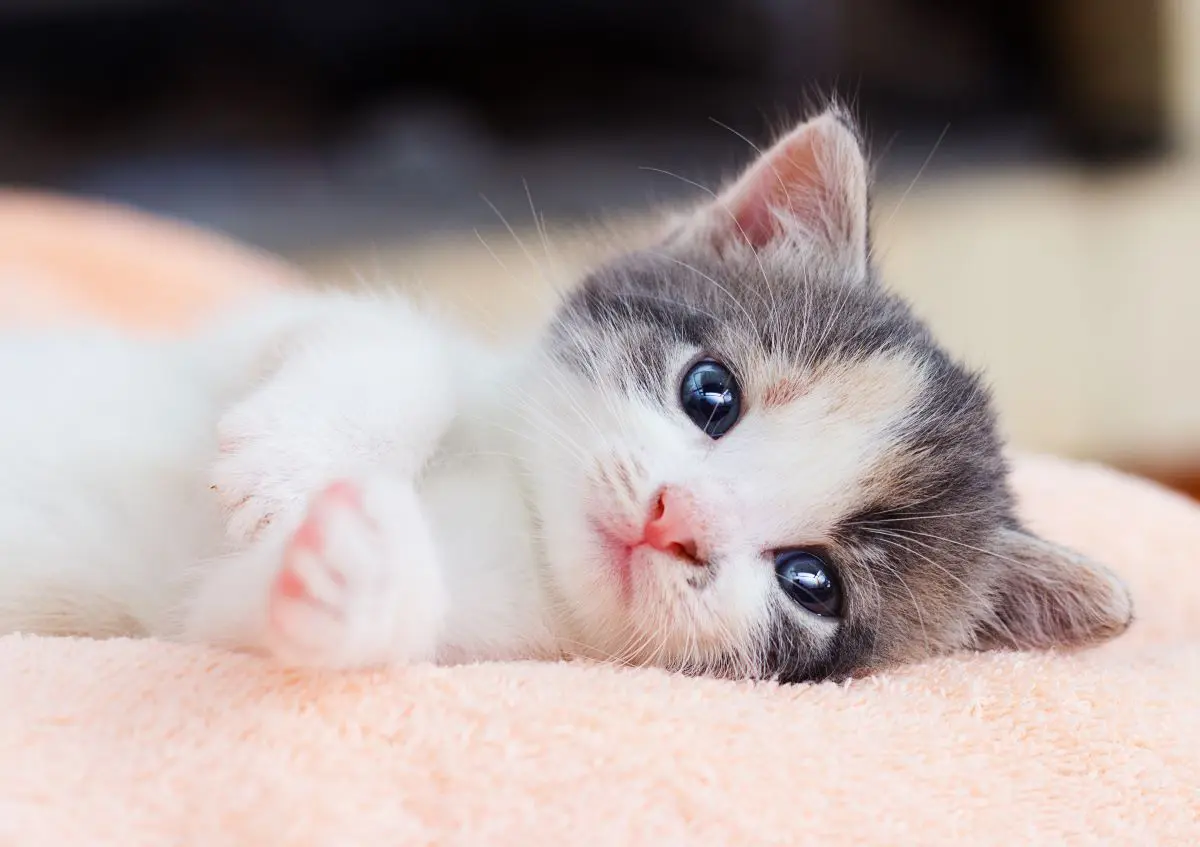 Nomi可愛い猫様御確認用ページ （猫を飼うための準備まとめ！必要な 