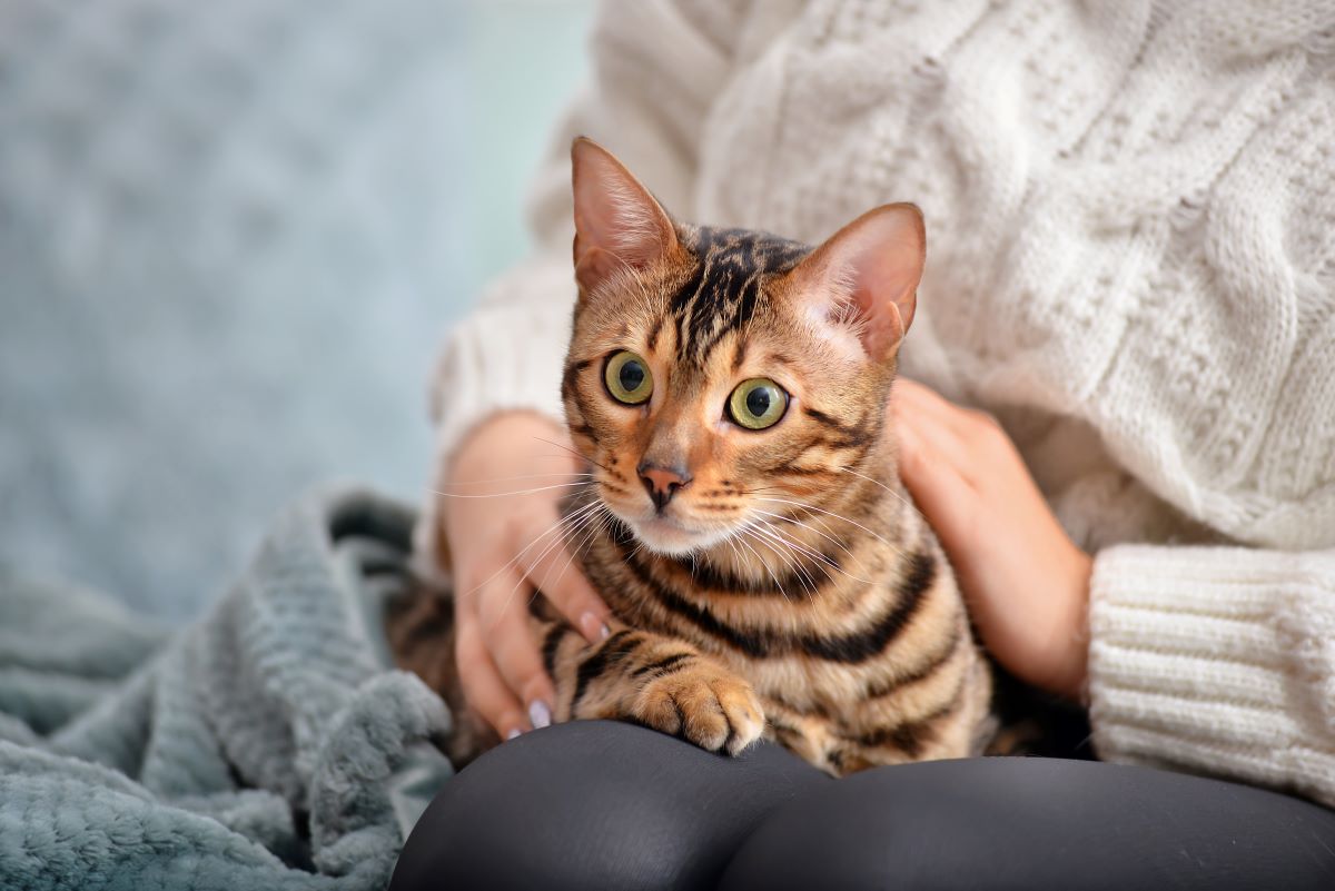 猫 を 飼う メリット