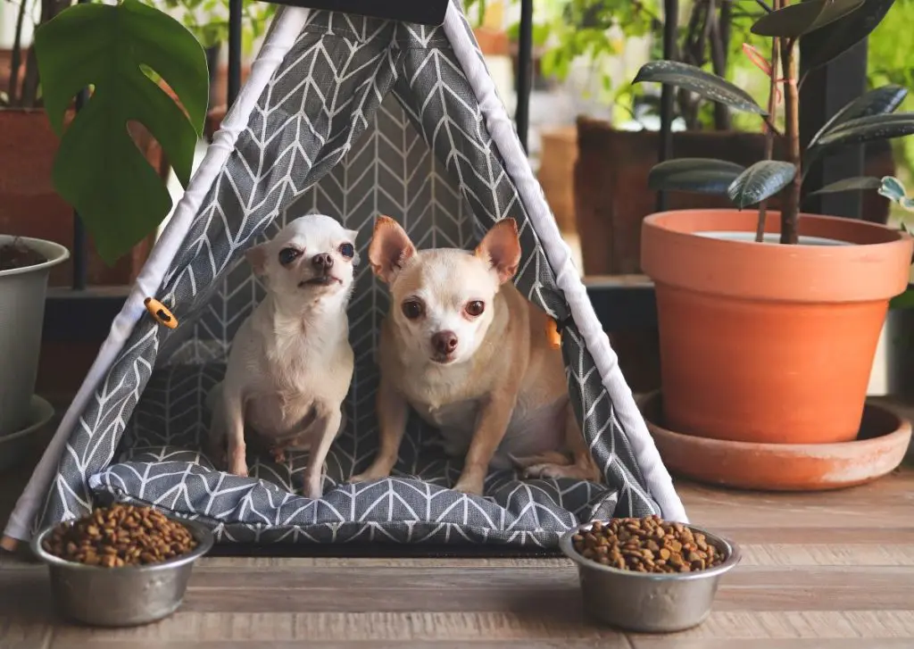 獣医師監修】犬を多頭飼いする際、ケージはどうしてる？選び方や置き方 