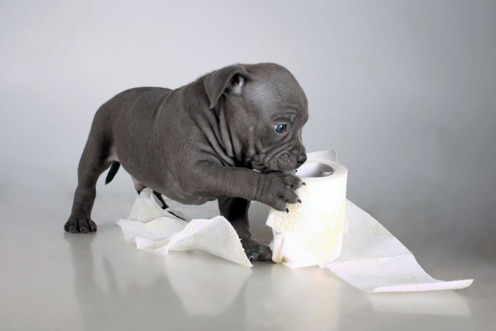 【獣医師監修】子犬の下痢で飼い主さんが知っておきたいポイント。原因と対処法を解説