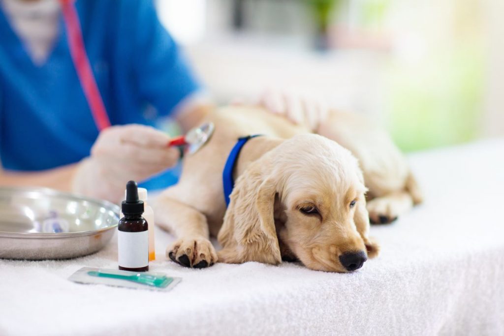 高額な治療費に思わず絶句！愛犬の治療費が払えない！？犬の医療費に備える方法