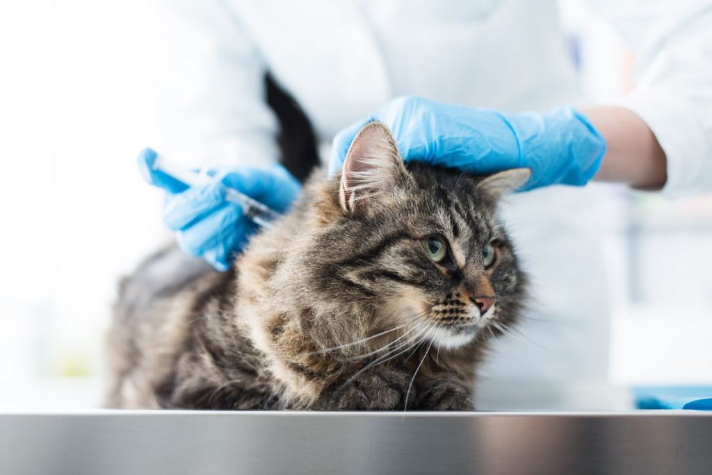猫の予防接種の費用はどれくらい？感染症の治療費・ウイルスに強い体づくりも解説