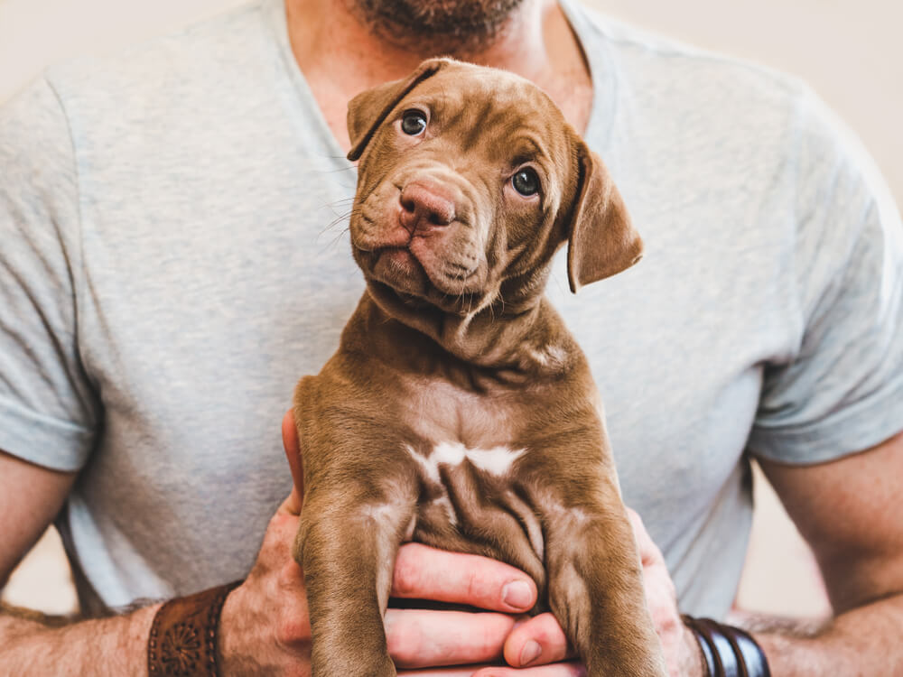 子犬の下痢はなんで起こるの？主な原因