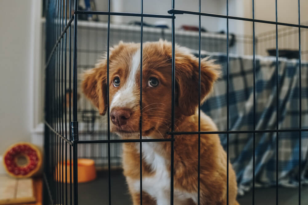 犬の多頭飼育ではケージはどんなものを選べばいいの？