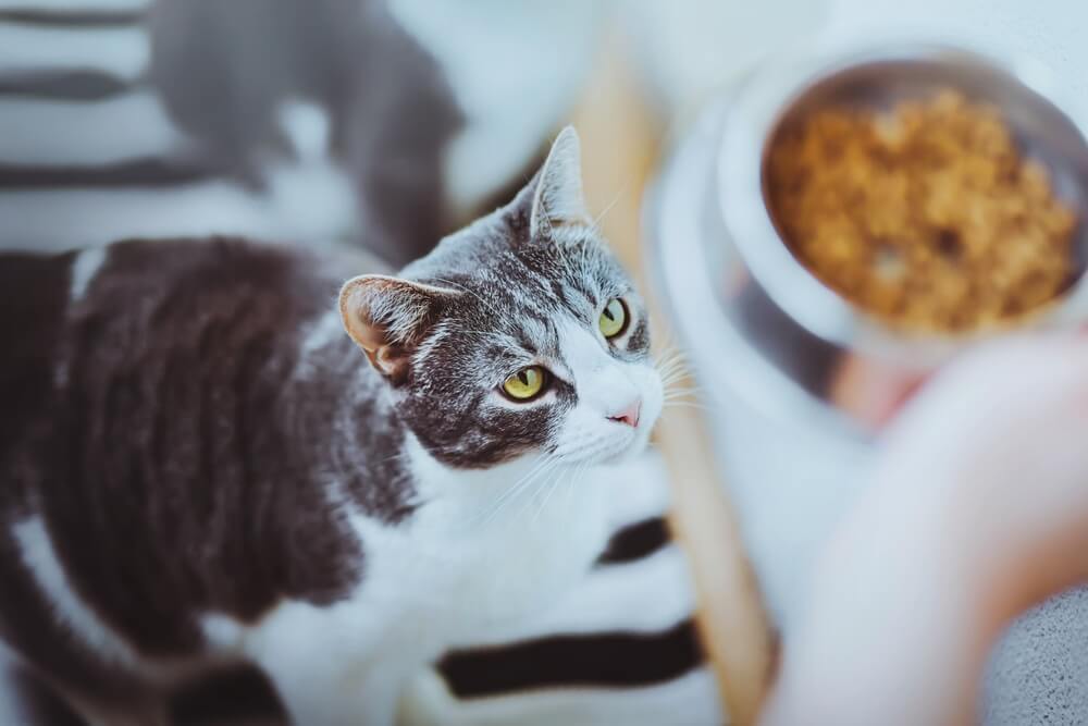 猫を飼うデメリット