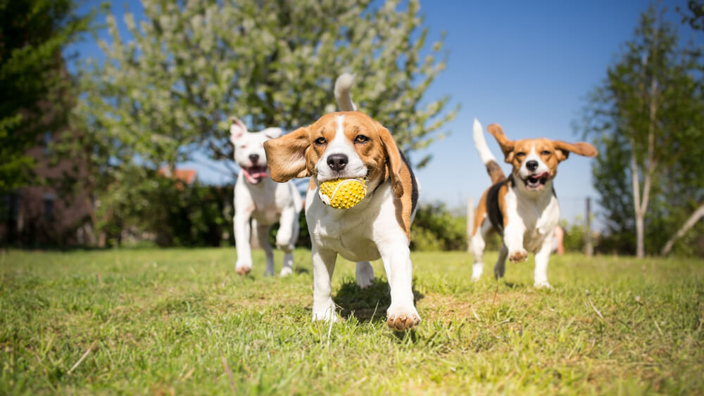 犬の予防接種はなぜ必要？