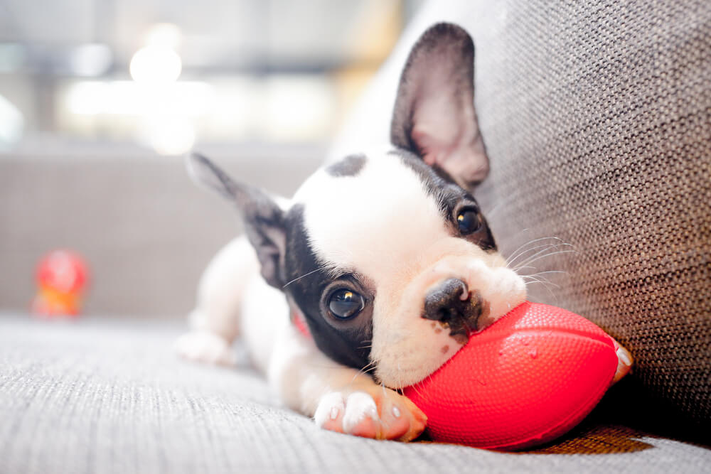 犬をお迎えする日までにやるべき準備