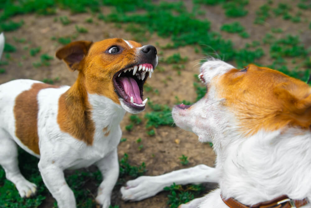 犬の多頭飼いのデメリット