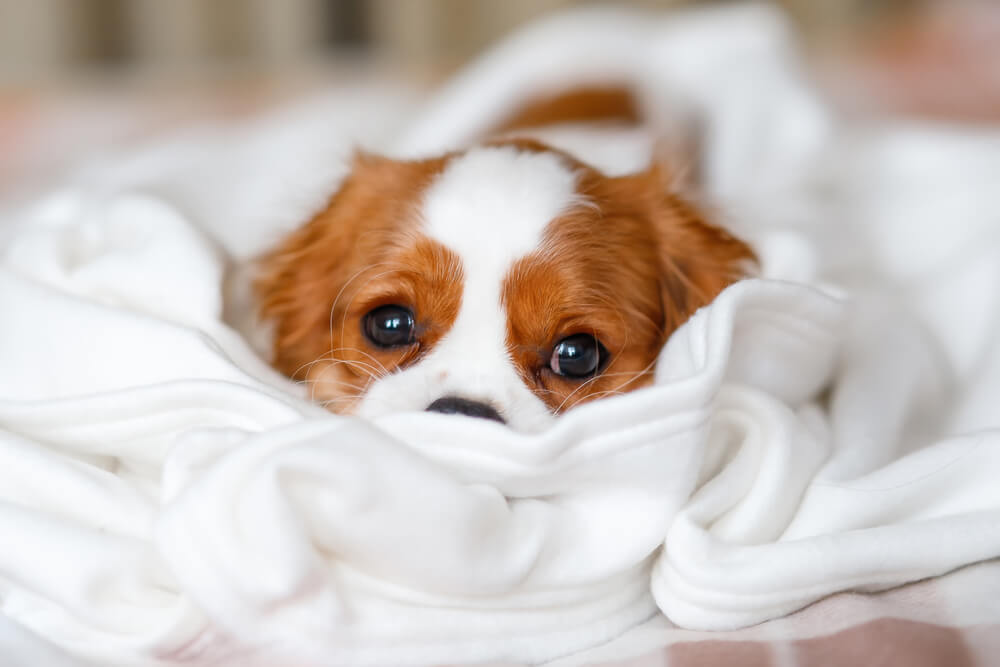 子犬は特に下痢による脱水や低血糖に注意