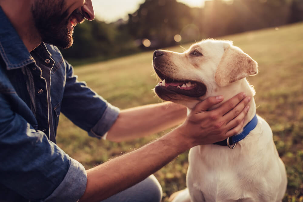 犬の体調不良・病気に慌てないための準備