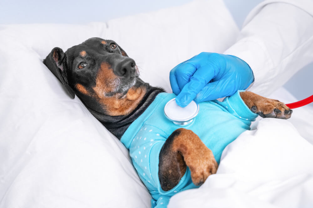 犬の去勢手術にかかる時間・入院日数