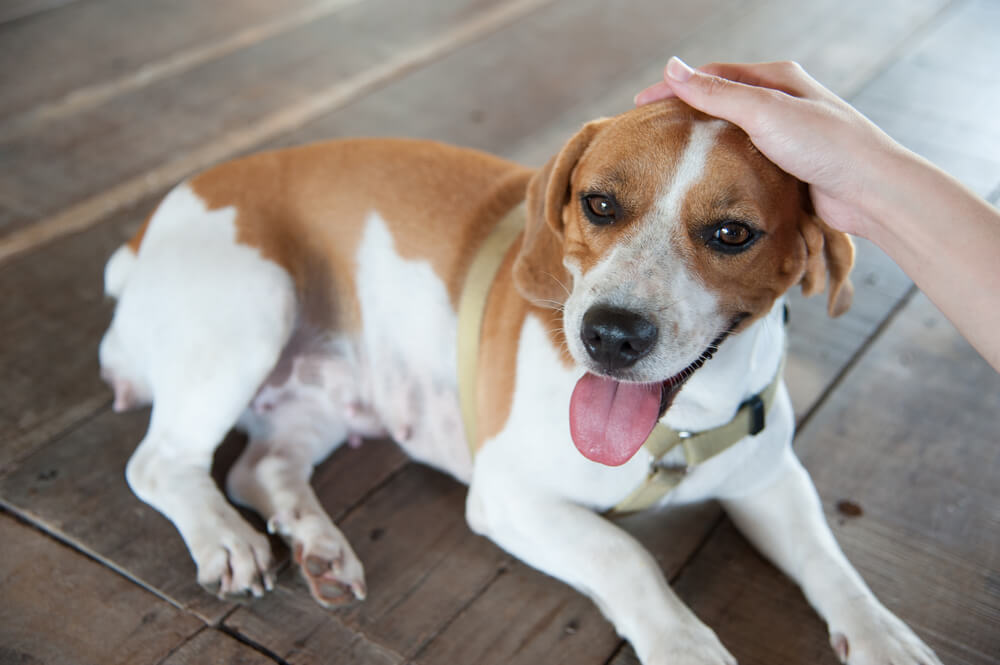 愛犬にマダニを見つけたら？飼い主さんが気をつけるポイント