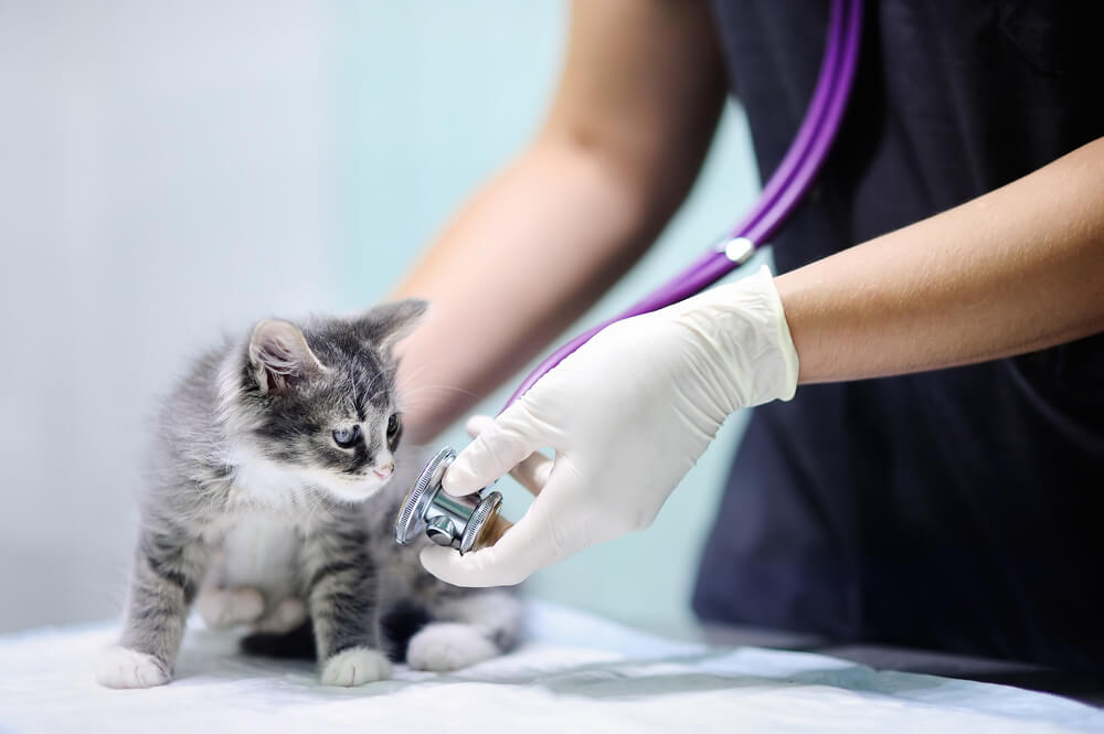 猫の病気・体調不良で慌てないための準備