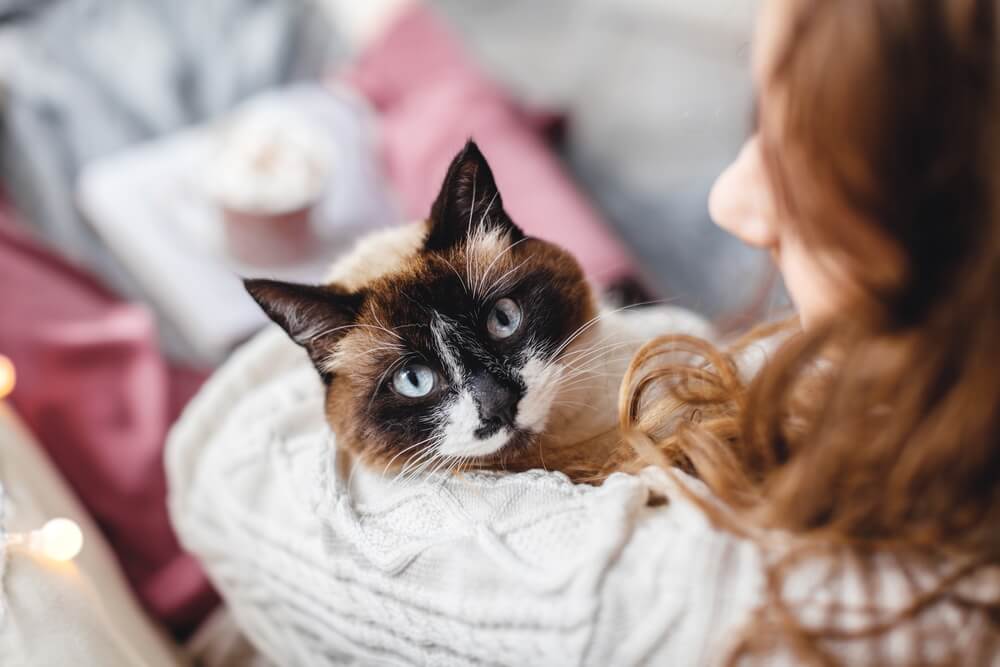 猫を飼う前に考えたいポイント