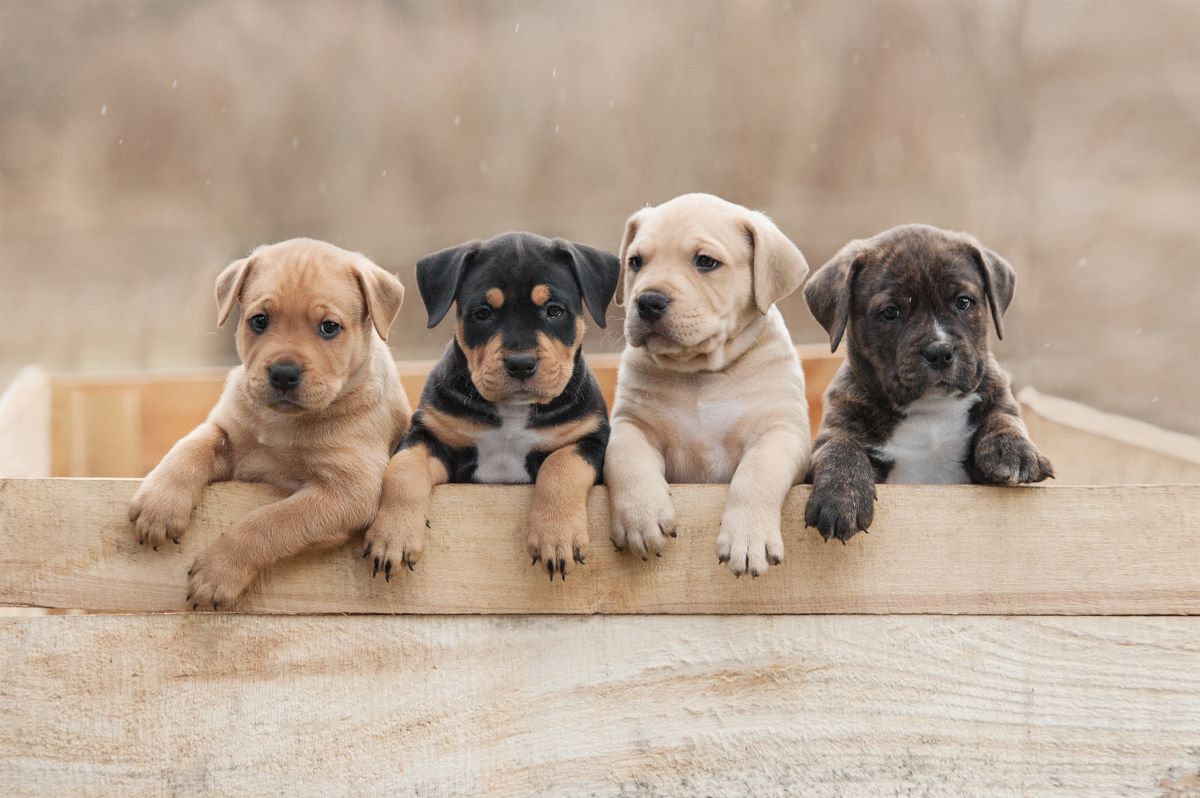 【ドッグトレーナー監修】子犬の鳴き声にお困りの飼い主さん必見！愛犬とのコミュニケーションについて解説