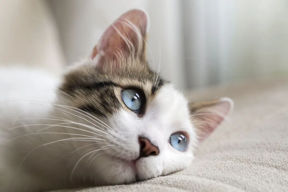 初めて猫を飼う人必見！猫の特性から飼い主さんの心構え、必要な準備