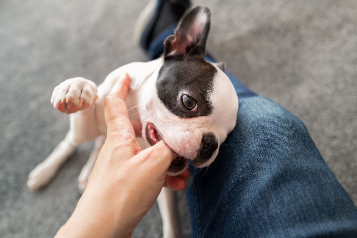 【獣医師監修】子犬の甘噛みは成長過程のひとつ！噛み癖がつく前にやっておきたいしつけの方法