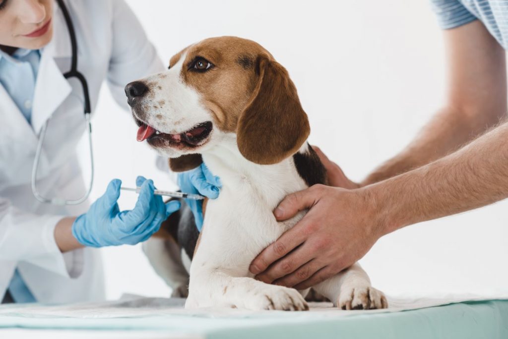 犬の予防接種を知ろう！ワクチンの種類・費用・接種の注意点を解説