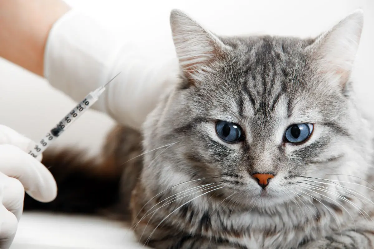 猫 ワクチン 必要 ない
