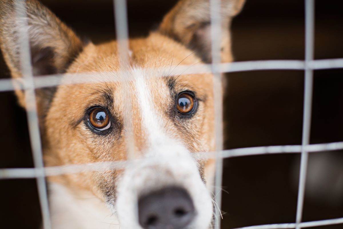 【獣医師監修】保護犬を飼うメリットは？迎え入れ方や必要な準備を解説