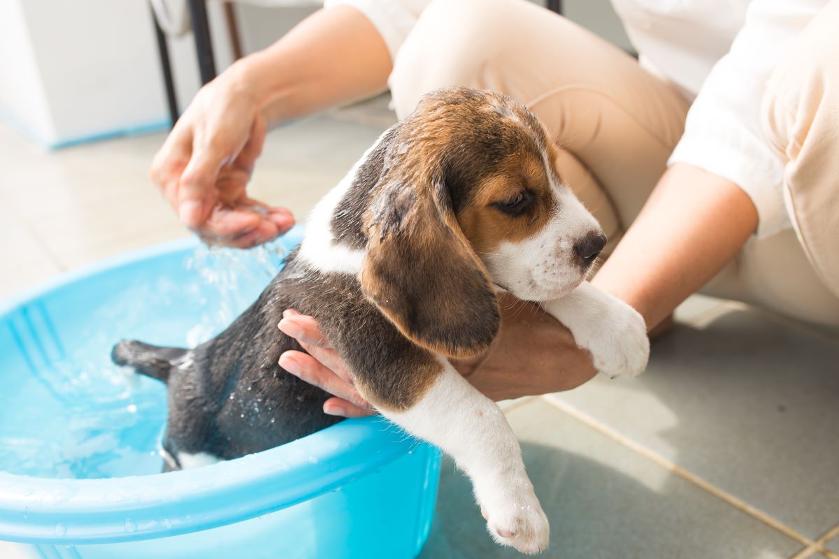 子犬をお風呂に入れていい時期は？タイミングの見極め方とお風呂嫌いにしないコツ